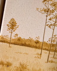 Longleaf Pines
