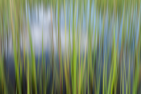 Marsh Reeds Spring '73085'