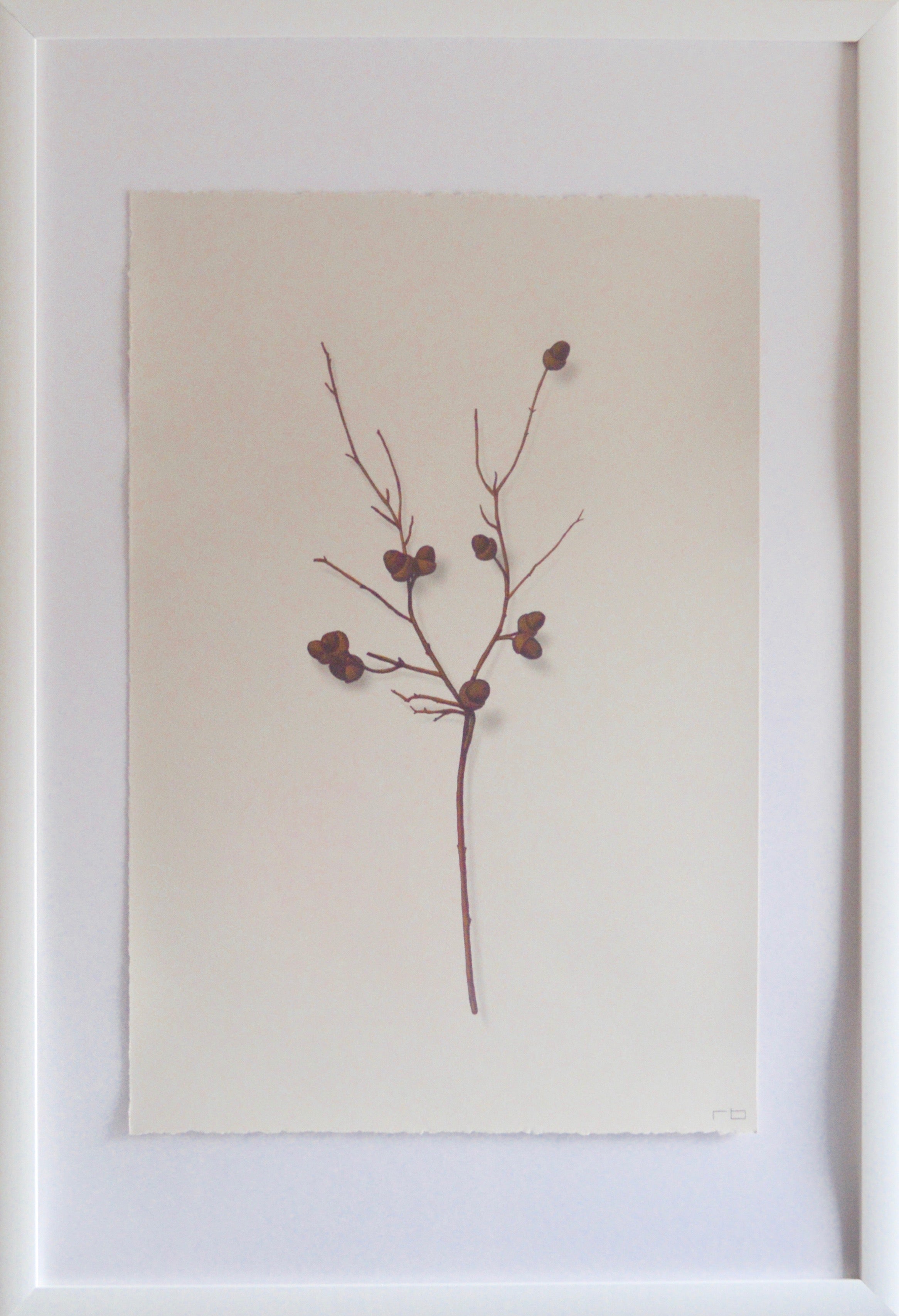 Acorn Branch 1