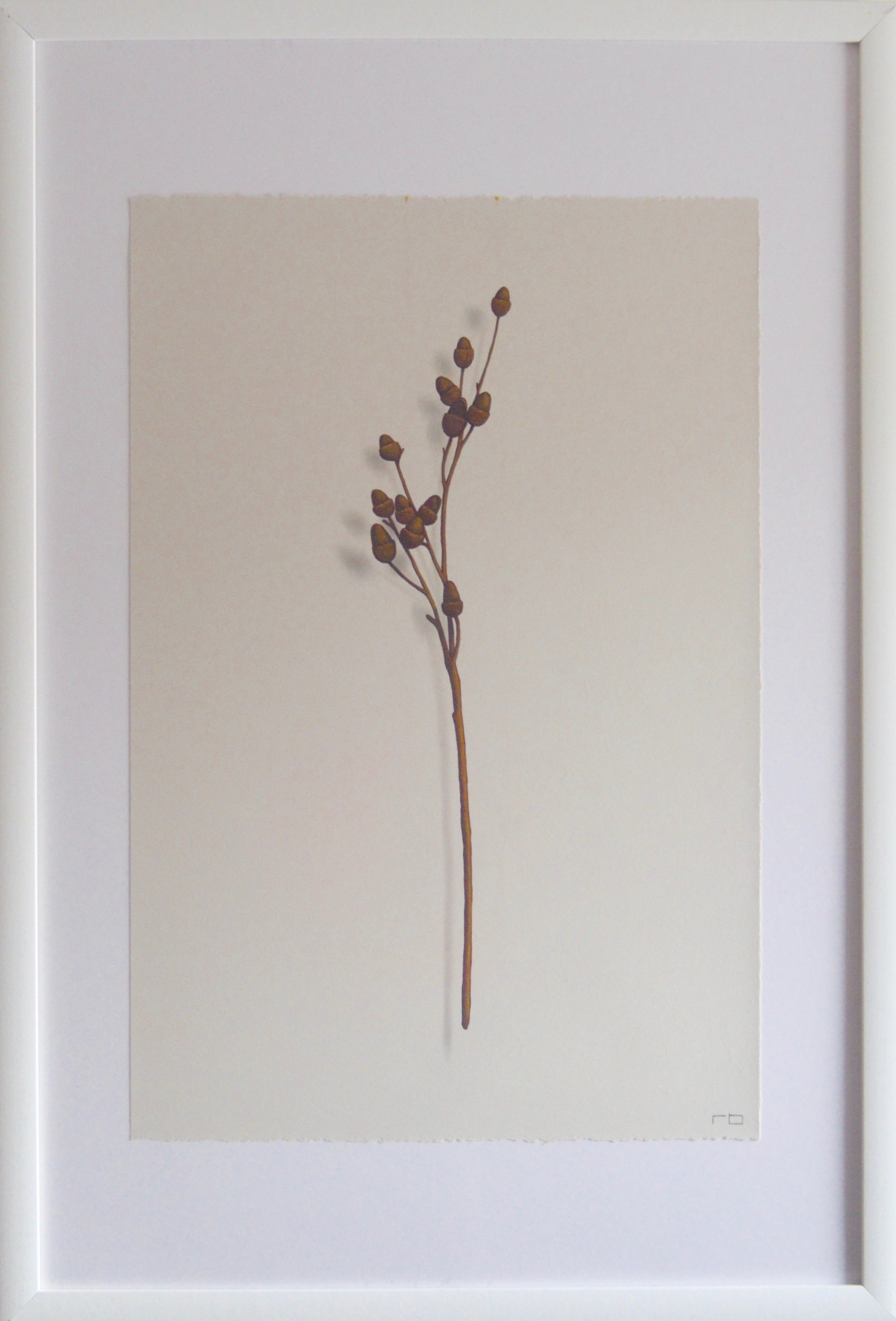 Acorn Branch 2