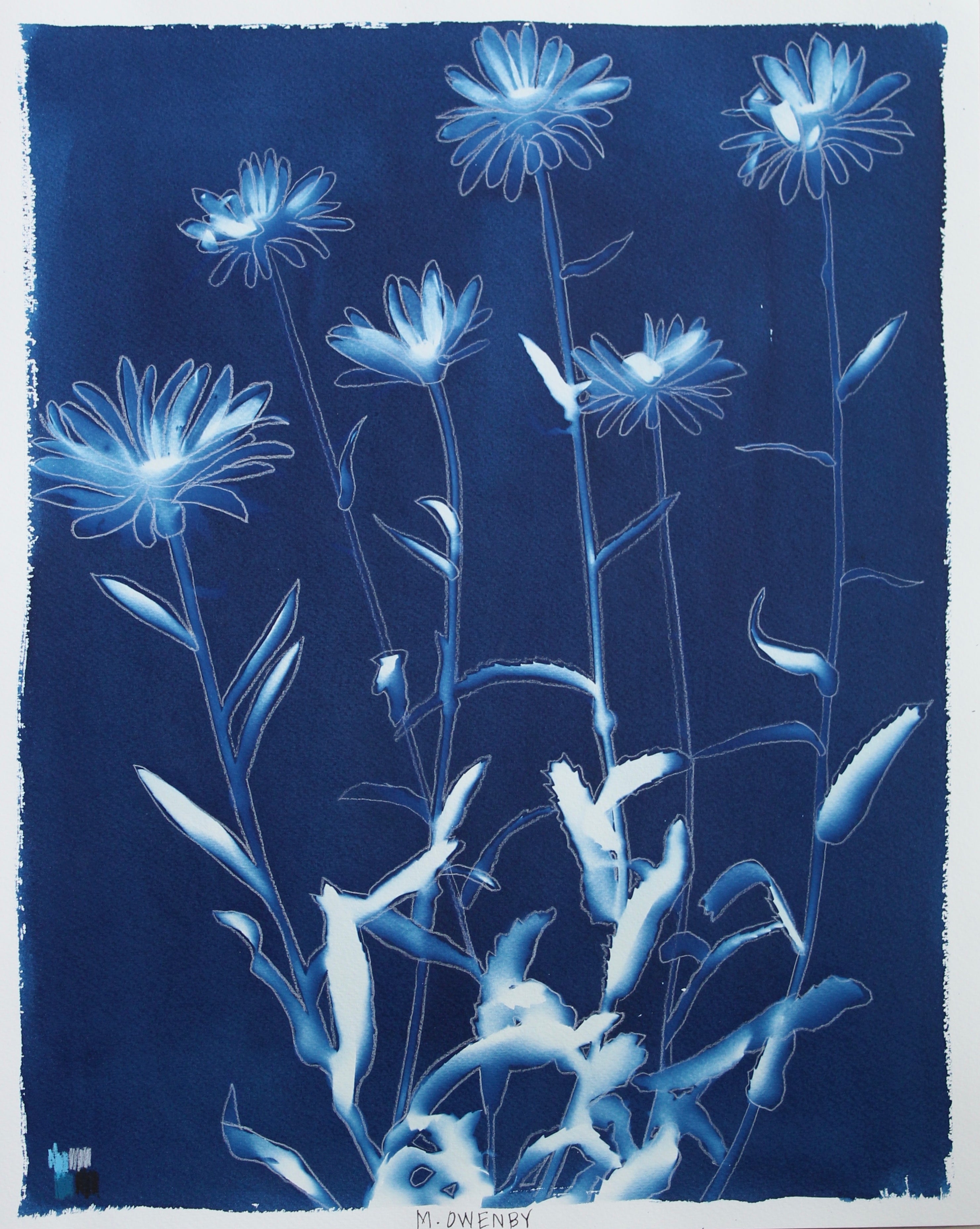 Shasta Daisies