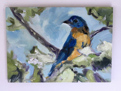Resting Bluebird